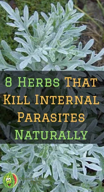 8 Herbs That Kill Internal Parasites Naturally