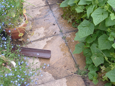 A trickle of water from a piece of gutter across a patio, surrounded by plants