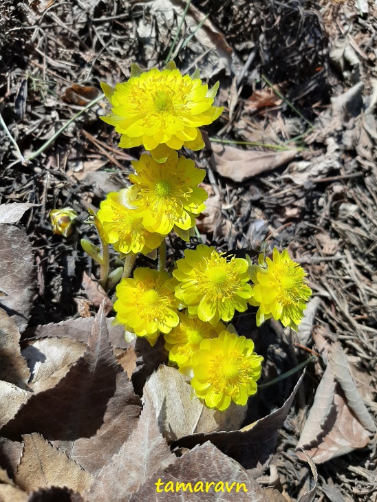 Адонис амурский (Adonis amurensis)