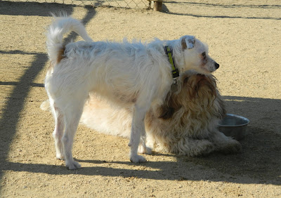 Freckles the Dog