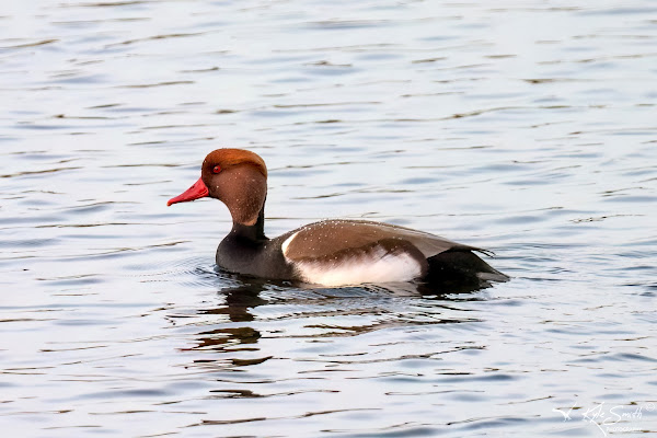 Red-crested pochard