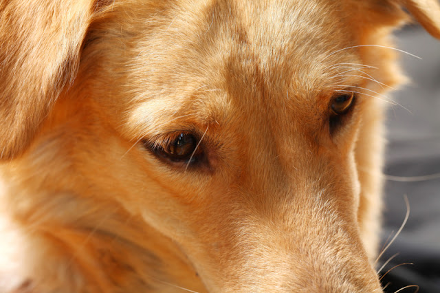 Close up of a brown dog's face