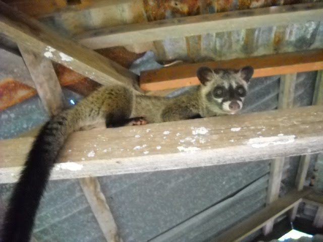 Cara Mengusir Musang Pandan Di Atap Rumah Sekitar Rumah