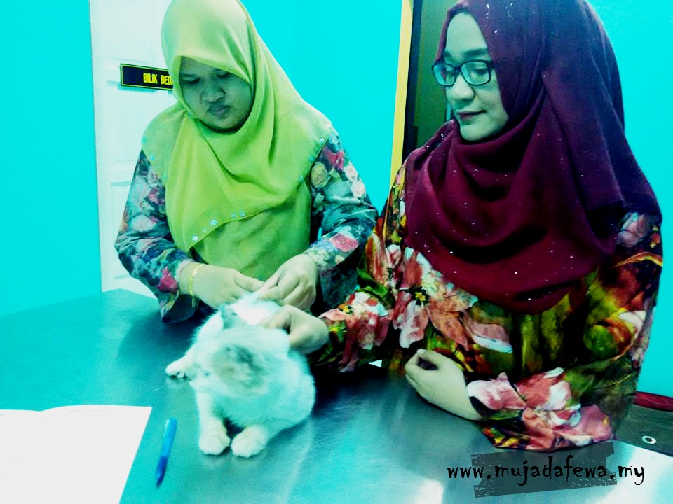 Klinik Veterinar Pasir Puteh- Cucuk Kucing Nama Baby 