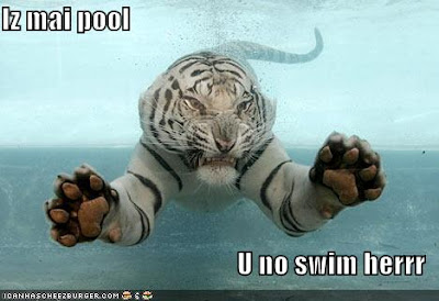 Funny swimming animal pictures