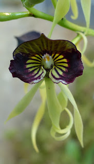 Orchidée coquillage - Orchidée pieuvre - Orchidée noire - Prosthechea cochleata - Encyclia cochleata