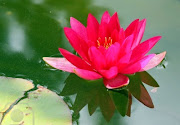 Red Lotus Flower Desktop Wallpaper (red lotus flower )