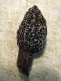 edible Mushrooms