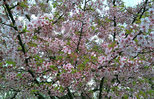 2024 Cherry Blossom Japan