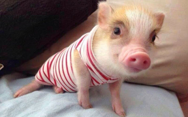 cute baby pig wearing dress