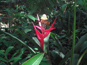 Fundação do Instituto Cultural de Inhotim - Brumadinho (MG) flor