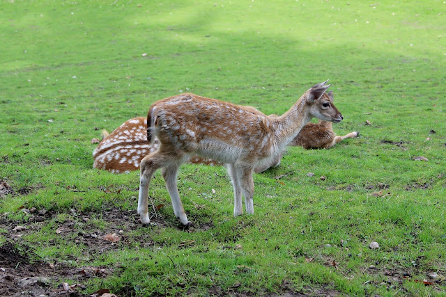 Wildpark Schwarze Berge