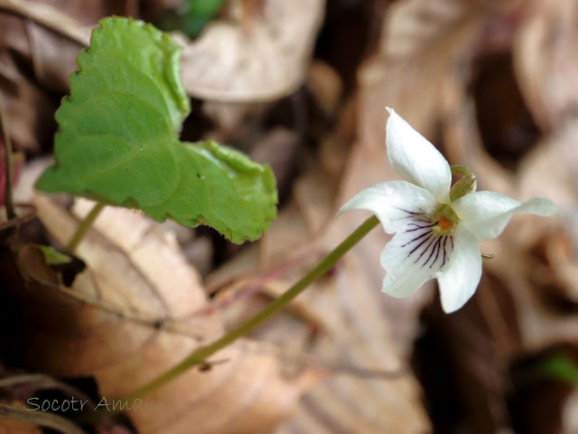 Viola shikokiana