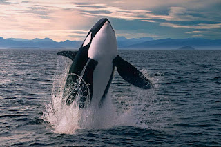 Orca Killer whale