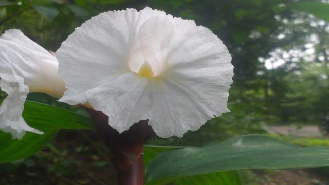 Costus speciosus