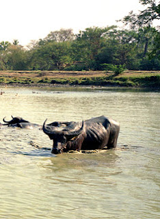 Burmese buffalo in the river