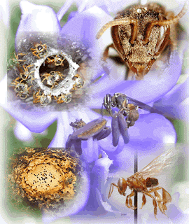 Como criar abelhas silvestres. Jataí, irapuá (ou abelha-cachorro), jataí-da-terra, plebeia, mandaçaia, iraí e mirim-preguiça