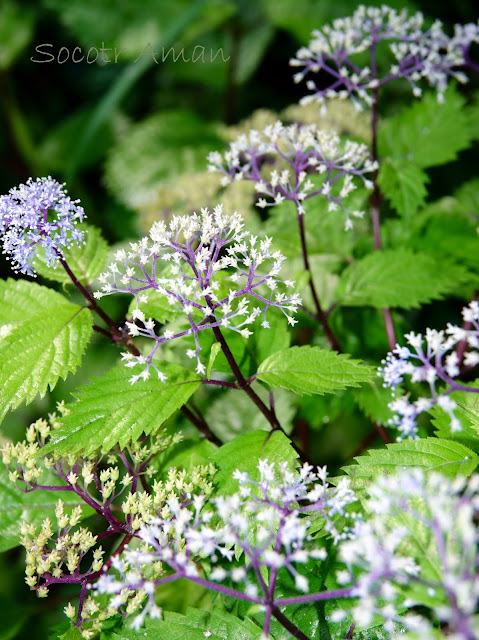 Hydrangea hirta