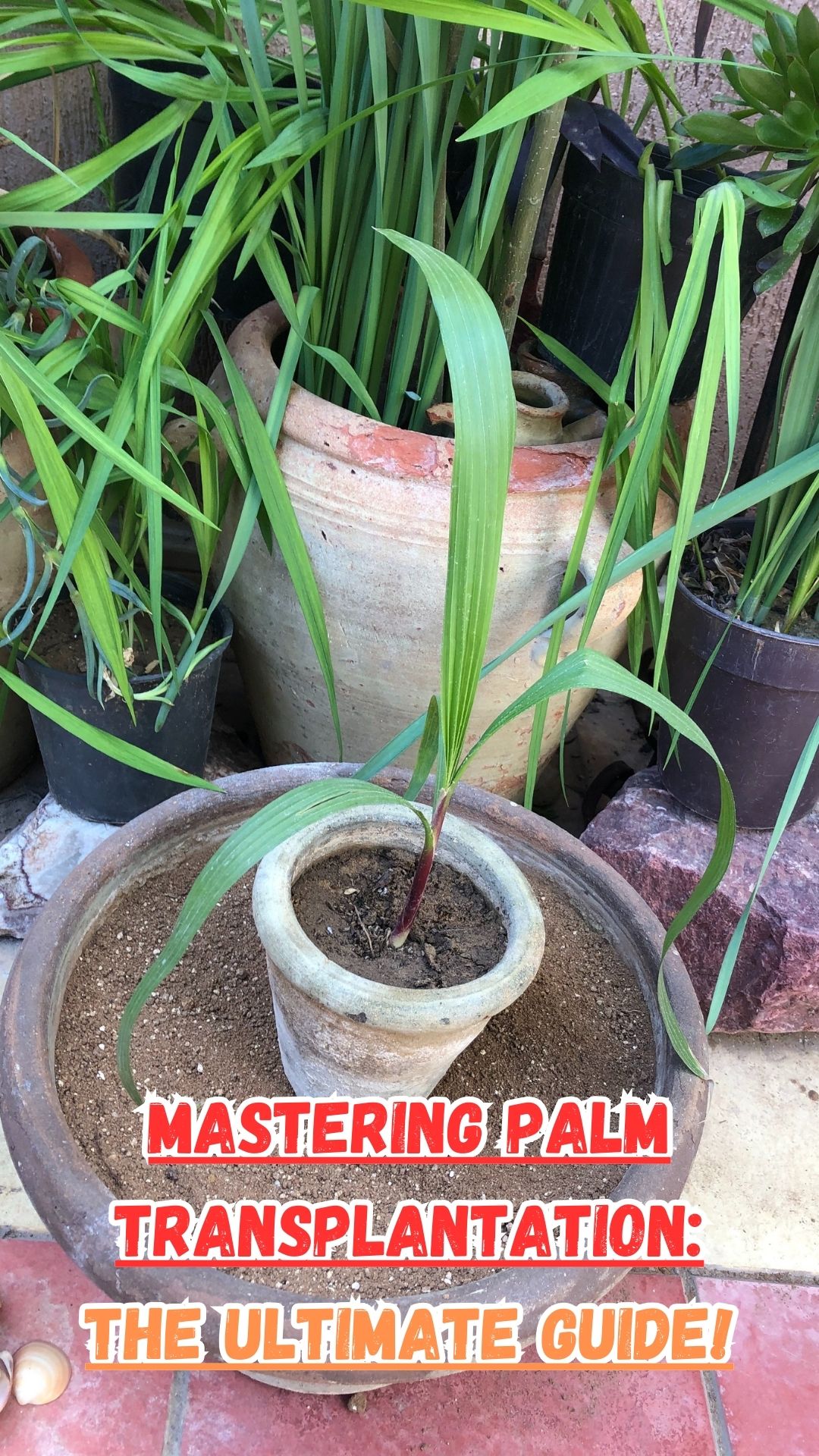 Dive into the lush world of palm transplantation with our latest tutorial! 🌱 Whether you're a seasoned green thumb or just getting started, this step-by-step guide will show you the perfect technique for transplanting palms into containers.