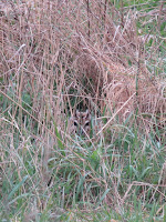 Short-eared Owl