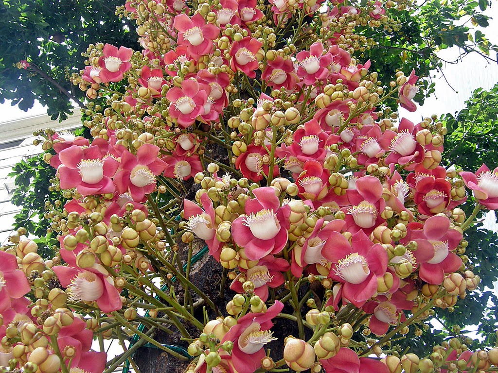 Resultado de imagen de Couroupita guianensis