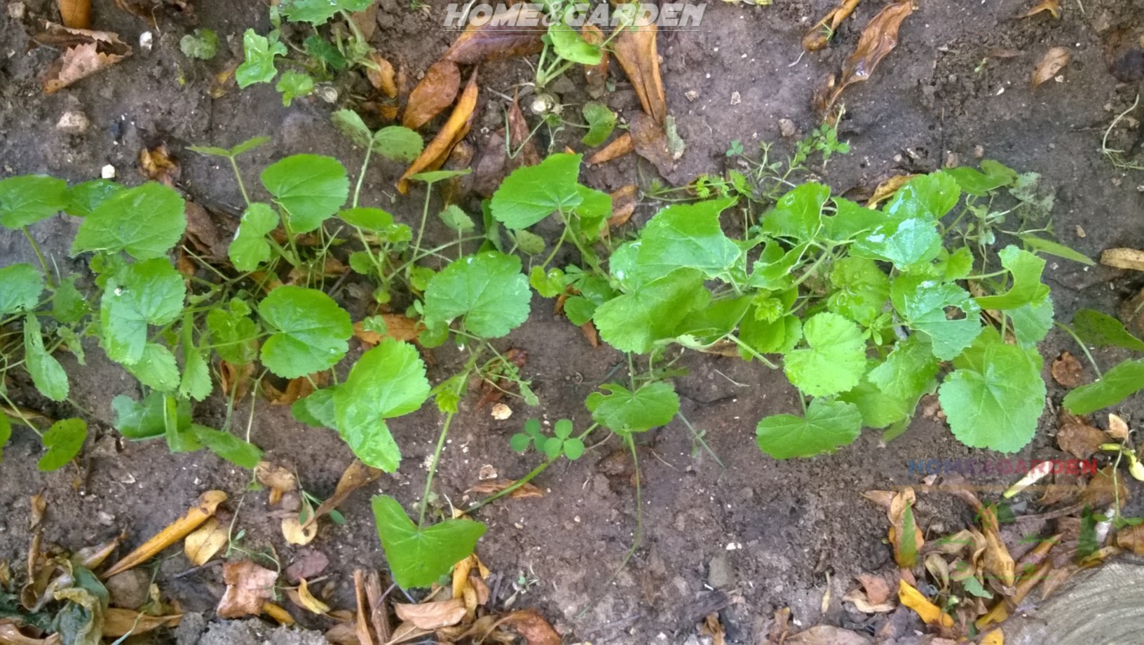 mallow seedlings