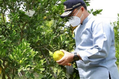 Petani Banyuwangi getol  kembangkan jeruk dekopon