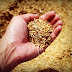 O aumento do preço no arroz causa espanto nos brasileiros.