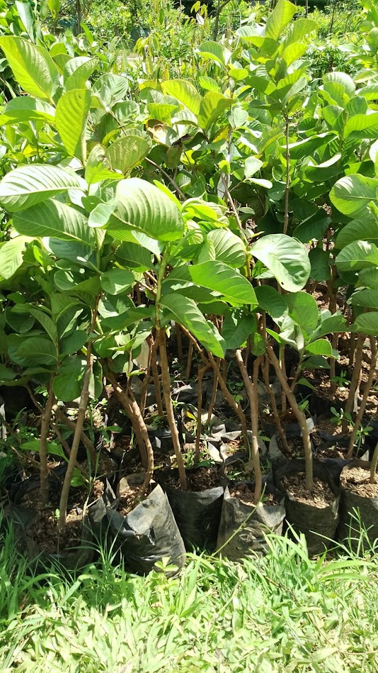 tanaman buah sukun bibit jambu merah mint kontraktor pembibitan Banten