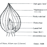 Onion Cell Diagram Labelled