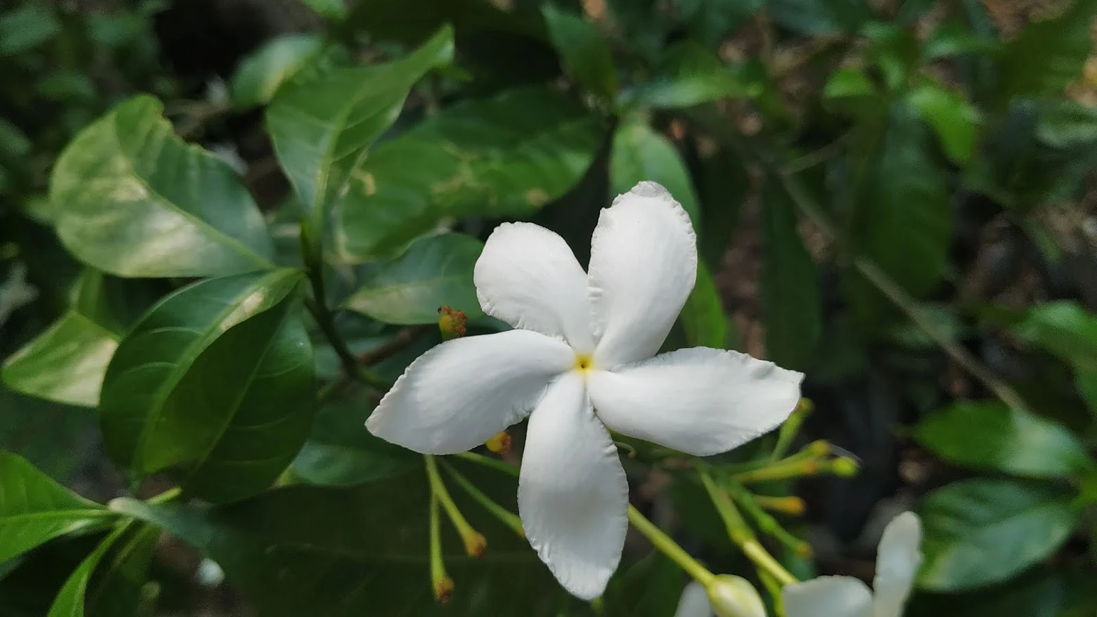 jasmine flower in park