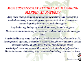 "Katuray" is a tall flowering tree with bean-like fruits. It grows almost everywhere especially in the lowlands of Luzon and Mindanao in the Philippines but the origin of this tree may be from neighboring Southeast Asia or Australia.  The flower is often cooked as a vegetable as well as its fruits. As a tree, it also gives ample shade that's why it is also a good idea to grow it on your lawn. Most of all it is an effective herbal medicine that is very effective in helping to cure many health issues.  Advertisement    "Katuray" is a tall flowering tree with bean-like fruits. It grows almost everywhere especially in the lowlands of Luzon and Mindanao in the Philippines but the origin of this tree may be from neighboring Southeast Asia or Australia.  The flower is often cooked as a vegetable as well as its fruits. As a tree, it also gives ample shade that's why it is also a good idea to grow it on your lawn. Most of all it is an effective herbal medicine that is very effective in helping to cure many health issues.  Advertisement         Sponsored Links      It also has many nutrients and substances that are beneficial to human health. The bark of the tree contains tannin and gum. You can also obtain saponin and sesbanimide from the seeds.  Flowers contain protein, tannins, oleanolic acid, kaempferol, cystine, isoleucine, asparagine, phenylalanine, valine, nicotinic acid, and also vitamins B and C. It also has carbohydrates, saponins, flavonoids, alkaloids, and glycosides.  Minerals like calcium and iron are also present in a katuray plant.    Aside from being used as food, the different parts of this plant can also be used as a medicine.    The Roots  Juice the roots and mix it with honey to drink.  It can cure a cough with phlegm or even cough associated with phlegm with spots of blood in it.   The Bark.  The bark can be boiled to make a tea and give it to an ailing patient.  It can cure chickenpox or smallpox.   Leaves.  Crushed or minced katuray leaves is given as a patch for people suffering from itchy scabies.  It can also be boiled and drink as a remedy for constipation and difficulty in bowel excretion.  Drinking the juice from flowers and leaves can cure a runny nose due to severe colds.    Flowers.  It is usually squeezed for its juice or consumed as is.    READ MORE:  Find Out Which Country Has The Fastest Internet Speed Using This Interactive Map      Find Out Which Is The Best Broadband Connection In The Philippines   Best Free Video Calling/Messaging Apps Of 2018    Modern Immigration Electronic Gates Now At NAIA    ASEAN Promotes People Mobility Across The Region    You Too Can Earn As Much As P131K From SSS Flexi Fund Investment    Survey: 8 Out of 10 OFWS Are Not Saving Their Money For Retirement    Can A Virgin Birth Be Possible At This Millennial Age?    Dubai OFW Lost His Dreams To A Scammer    Support And Protection Of The OFWs, Still PRRD's Priority    ©2018 THOUGHTSKOTO  www.jbsolis.com     Sponsored Links      It also has many nutrients and substances that are beneficial to human health. The bark of the tree contains tannin and gum. You can also obtain saponin and sesbanimide from the seeds.  Flowers contain protein, tannins, oleanolic acid, kaempferol, cystine, isoleucine, asparagine, phenylalanine, valine, nicotinic acid, and also vitamins B and C. It also has carbohydrates, saponins, flavonoids, alkaloids, and glycosides.  Minerals like calcium and iron are also present in a katuray plant.                     Aside from being used as food, the different parts of this plant can also be used as a medicine.    The Roots  Juice the roots and mix it with honey to drink.  It can cure a cough with phlegm or even cough associated with phlegm with spots of blood in it.   The Bark.  The bark can be boiled to make a tea and give it to an ailing patient.  It can cure chickenpox or smallpox.   Leaves.  Crushed or minced katuray leaves is given as a patch for people suffering from itchy scabies.  It can also be boiled and drink as a remedy for constipation and difficulty in bowel excretion.  Drinking the juice from flowers and leaves can cure a runny nose due to severe colds.    Flowers.  It is usually squeezed for its juice or consumed as is.    READ MORE:  Find Out Which Country Has The Fastest Internet Speed Using This Interactive Map      Find Out Which Is The Best Broadband Connection In The Philippines   Best Free Video Calling/Messaging Apps Of 2018    Modern Immigration Electronic Gates Now At NAIA    ASEAN Promotes People Mobility Across The Region    You Too Can Earn As Much As P131K From SSS Flexi Fund Investment    Survey: 8 Out of 10 OFWS Are Not Saving Their Money For Retirement    Can A Virgin Birth Be Possible At This Millennial Age?    Dubai OFW Lost His Dreams To A Scammer    Support And Protection Of The OFWs, Still PRRD's Priority