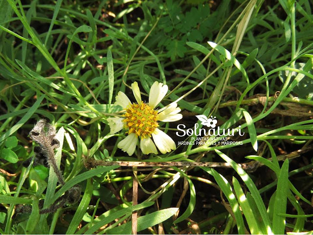 Helenium radiatum