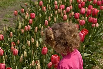 Tulpenblüte in Holland, Michigan © Cornelia Schaible