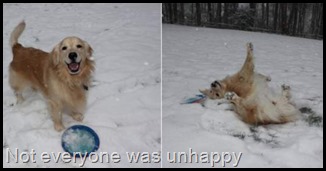 untitled.png Happy retreiver in snow