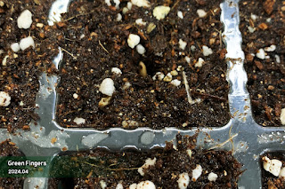 New saplings of Jangipumsong germinated in 2025