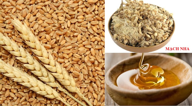 THUỐC TIÊU HOÁ - MẠCH NHA (Maltum)
