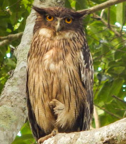 brown fish owl (Ketupa zeylonensis)