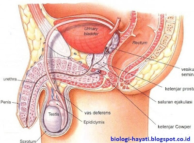 lat Reproduksi Pria