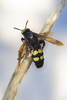 Para ampliar Megascolia maculata flavifrons (Fabricius 1775) Avispón hacer clic