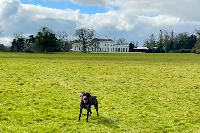 A dog running around off lead in the parkland at Hylands Estate with Hylands House in the background