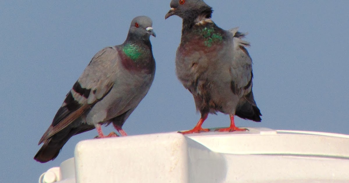 गुफ्तगू