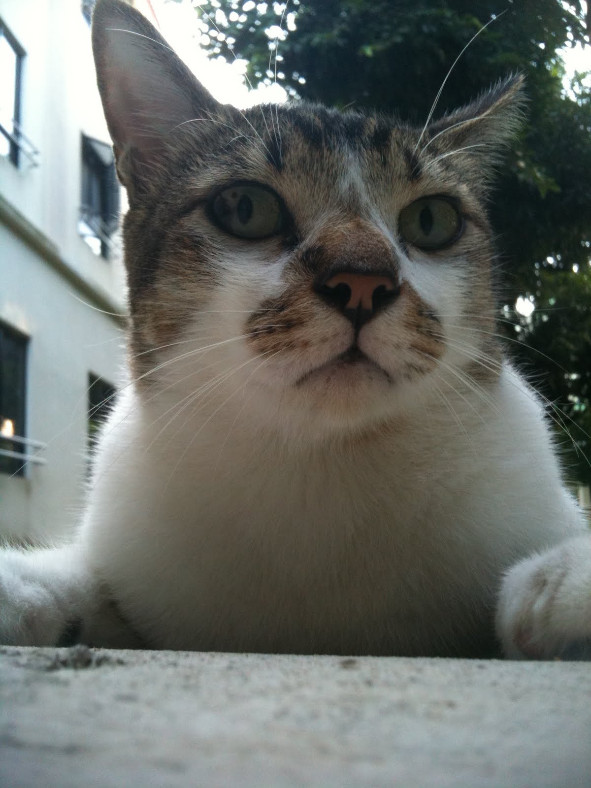 Singapore Community Cats  Handsome Tabby Tong  Tong 