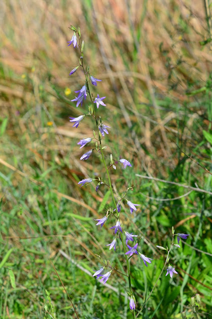 Campanula rapunculus