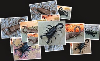 View Origami Glassine Scorpion