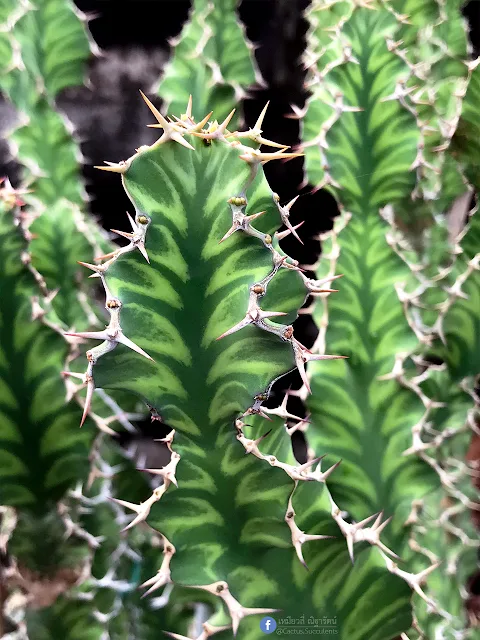 Euphorbia 'Zig Zag': ยูโฟเบีย ซิกแซก (สลัดไดลูกผสม,สลัดไดด่าง)