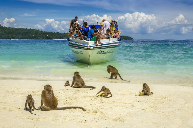 Beach in Thailand filled with friendly monkeys