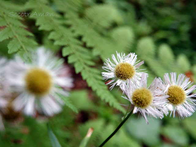 Erigeron annuus