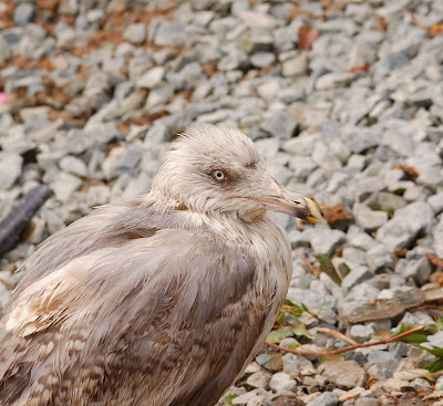 herring gull (Larus argentatus)