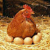 POWERFUL LESSONS LEARNED FROM THE HEN